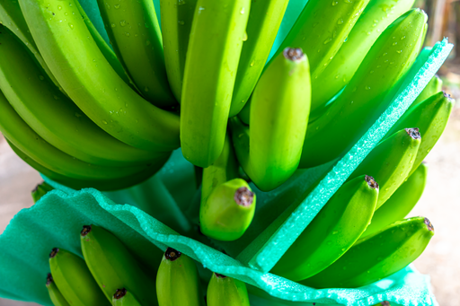 La producción de banano bajará un 30% en 2022